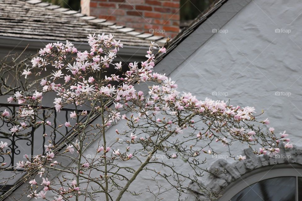 Magnolia blooming