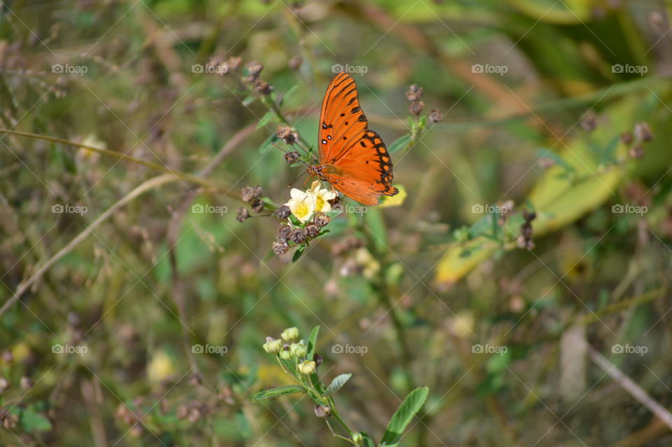 butterfly