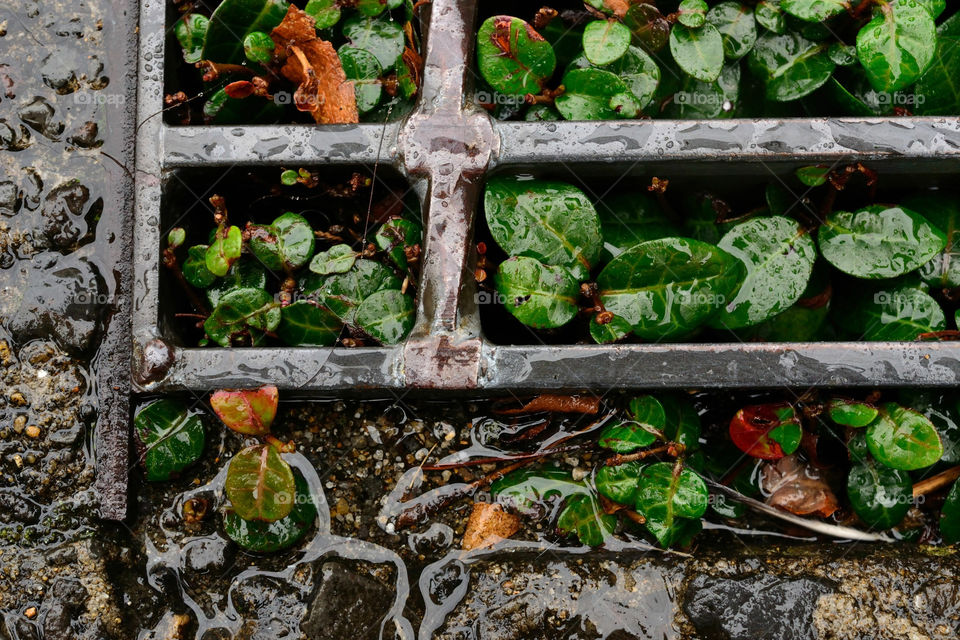 green ground water leaf by t_wethand