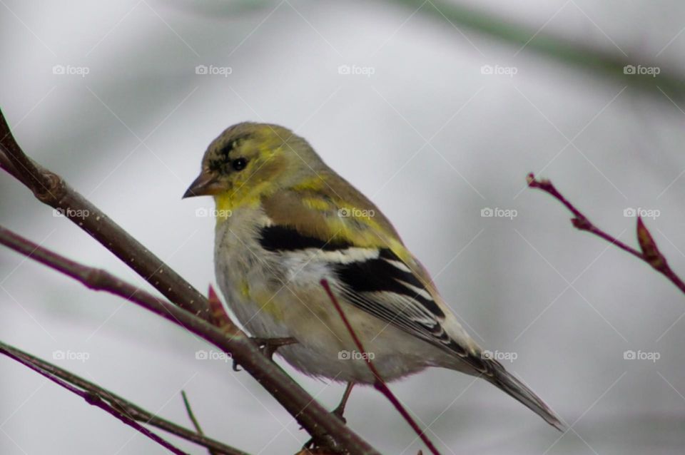 American Goldfinch,male, during Spring Molting 