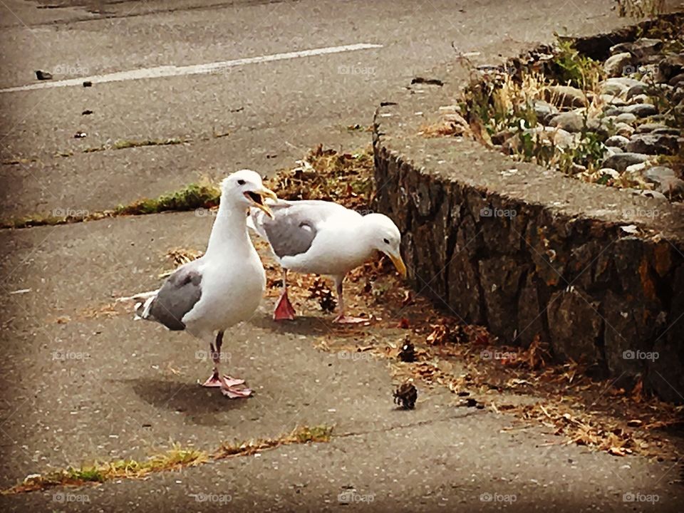 Seagulls talking