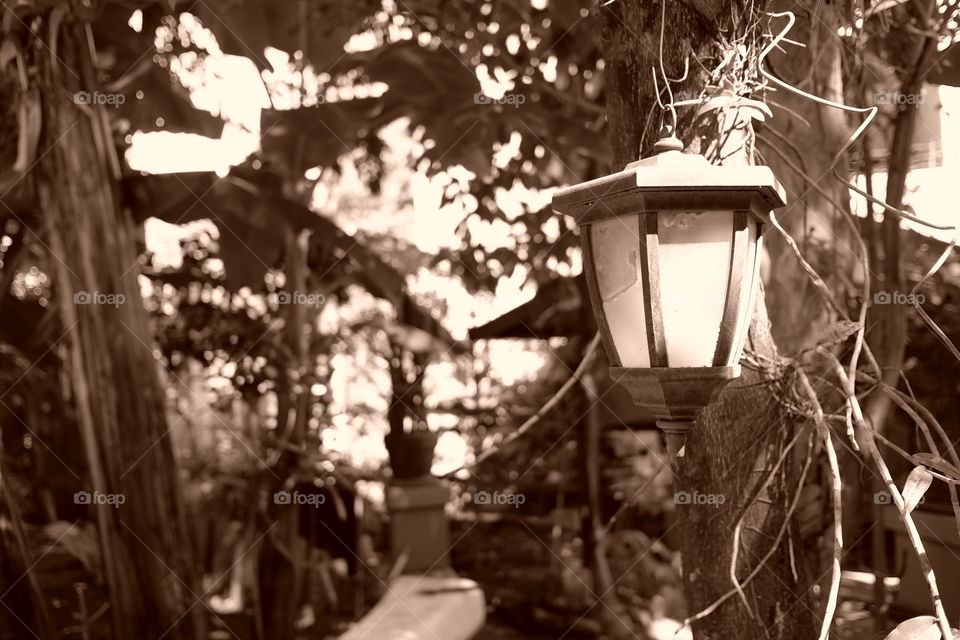 Lantern and garden on sepia
