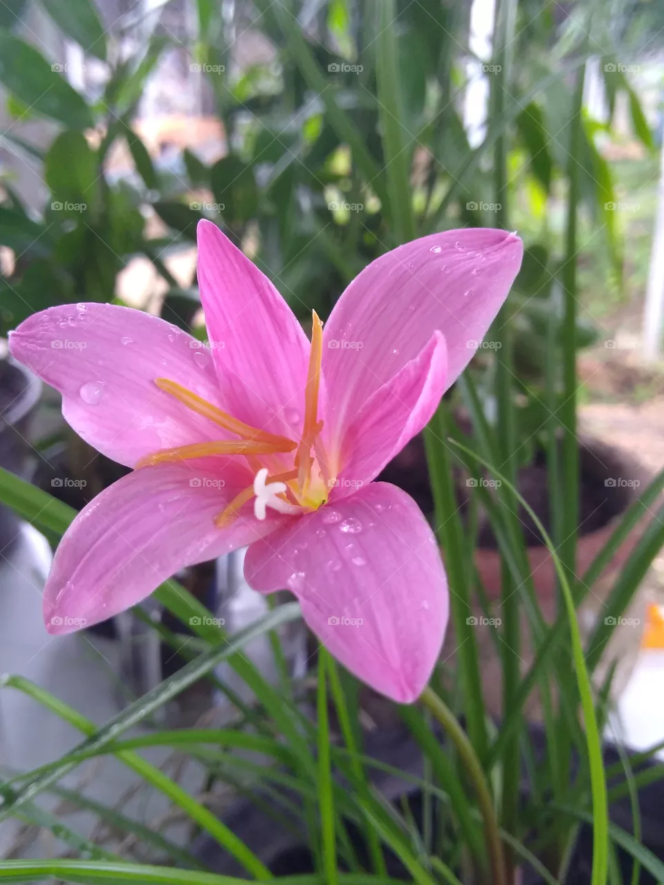 flower