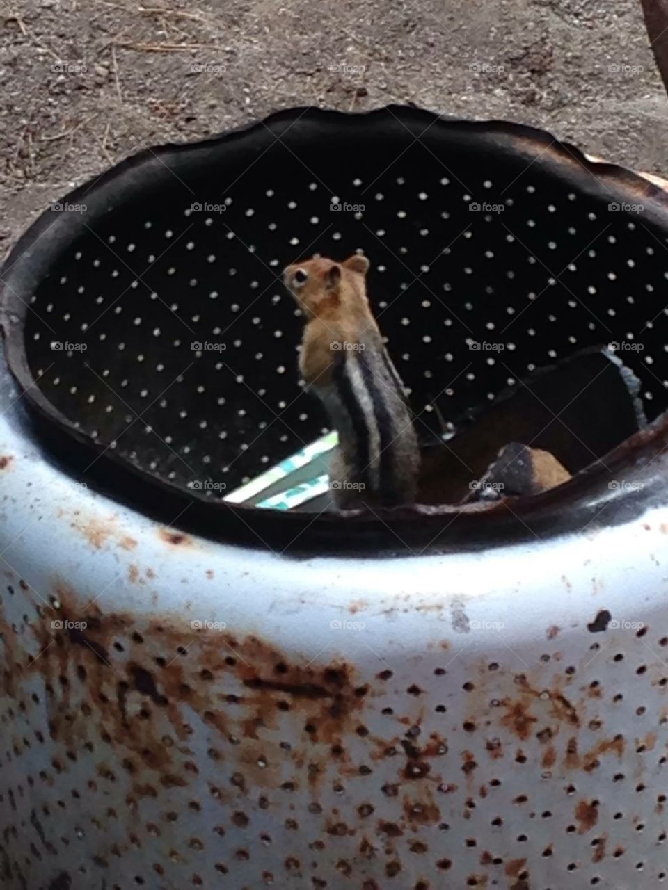 Trash squirrel sits in your fire pit 