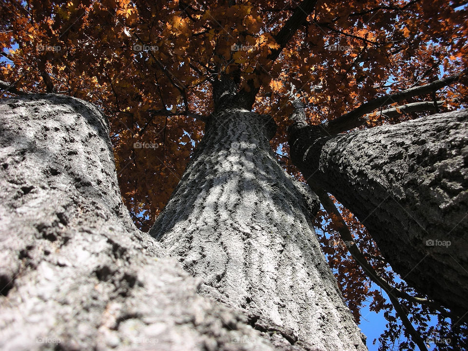 Fall Oak Tree Up Shot. Backyard Fall Oak Tree