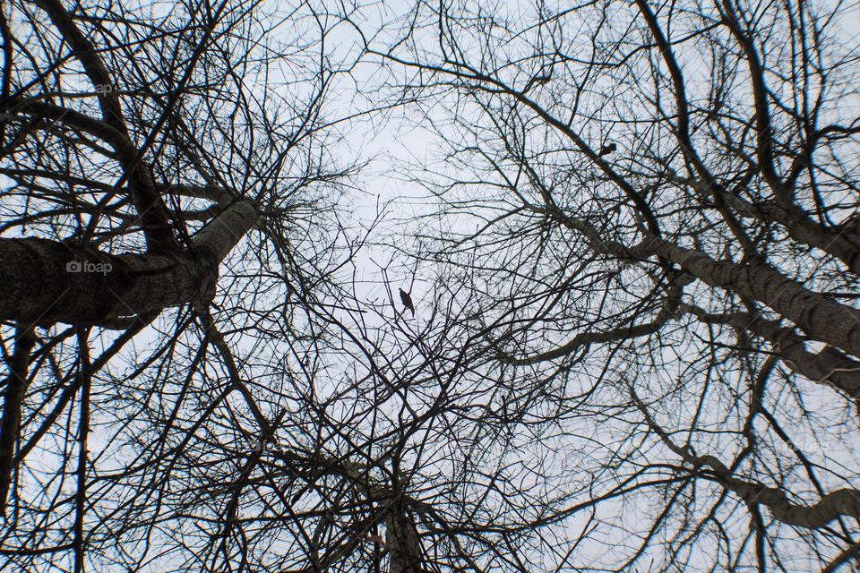 A view from below. The intersection of three trees, birds resting on a cloudy day 