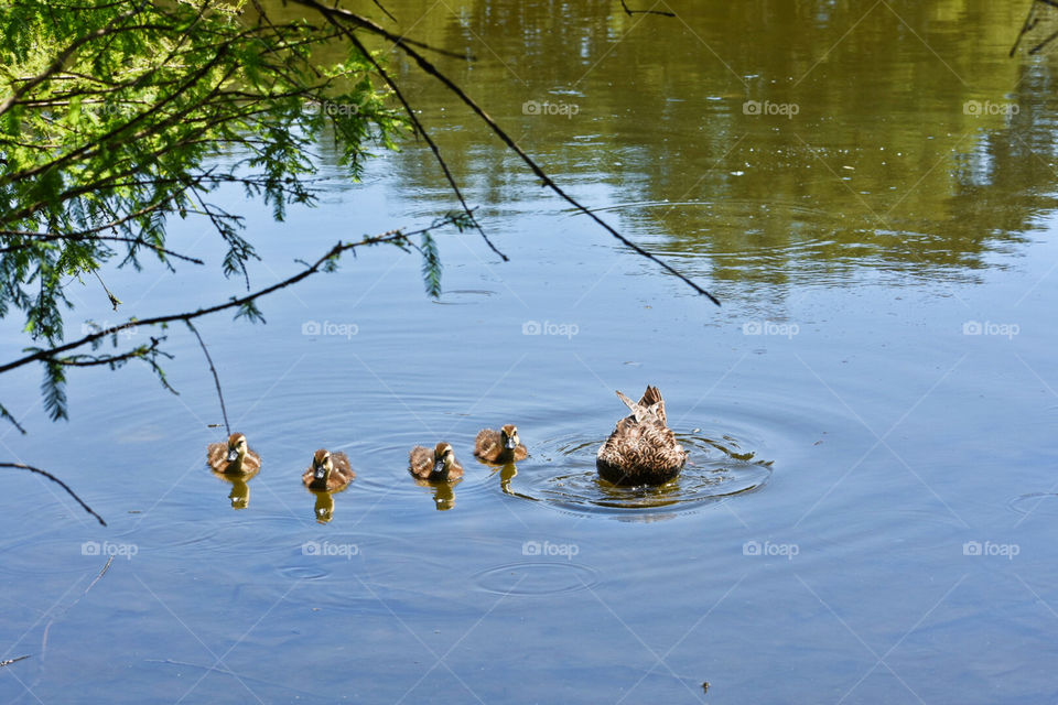 Momma and ducklings 