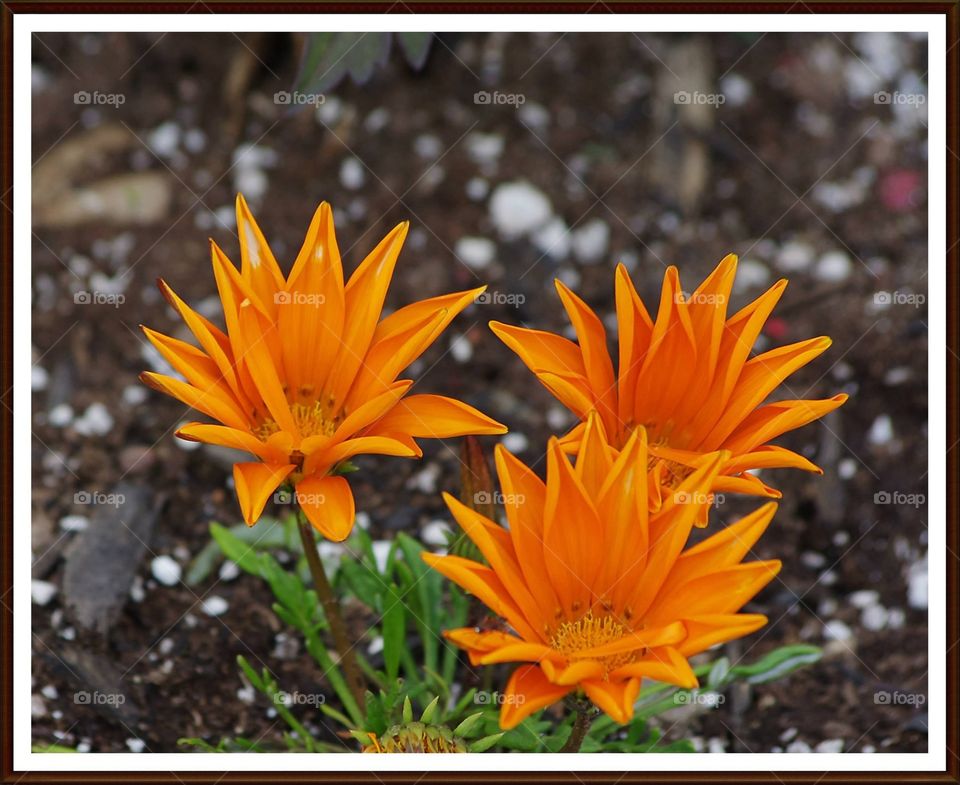 Fliwers ~ Fleurs - 16