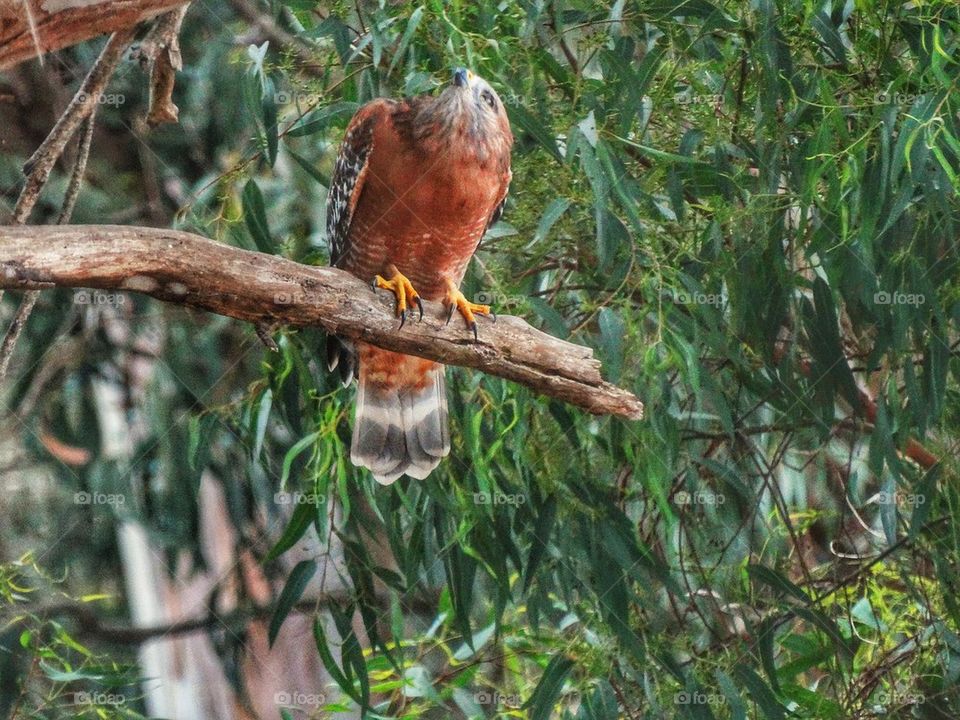 American Bird Of Prey