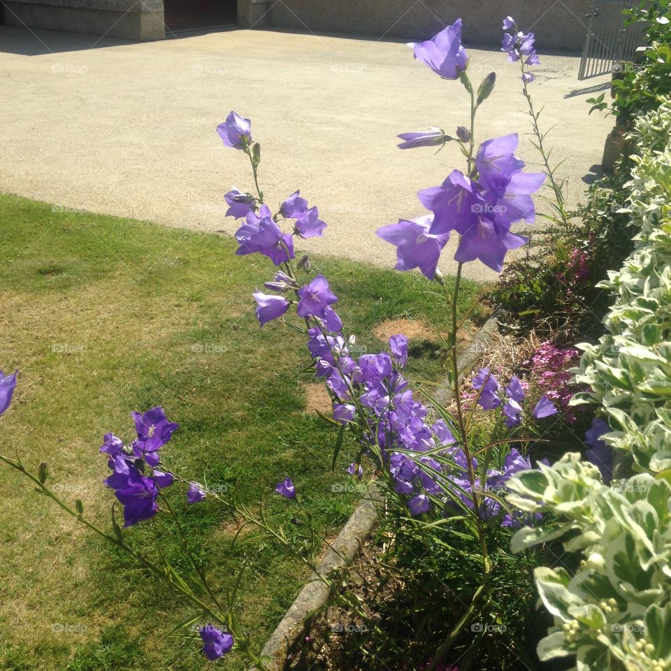 Purple Campanulas (bellflowers) in a garden border on a surprisingly warm sunny day in Northern Ireland 