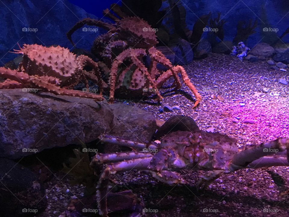 King crabs on the ocean floor 