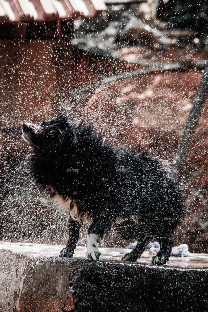 Find dog splashing water stock images. Dog splash water photography. Dog shaking off water. Amazing photography of water splashing.