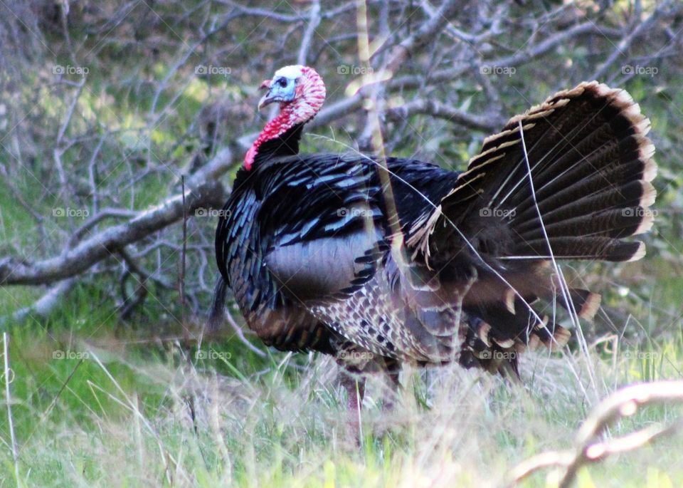Wild turkey 