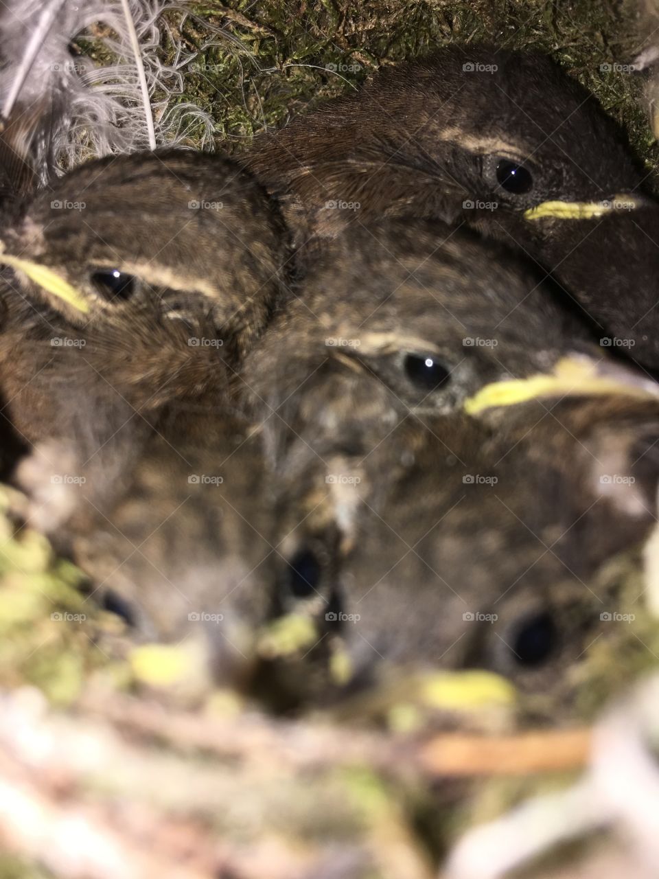 Babybirds