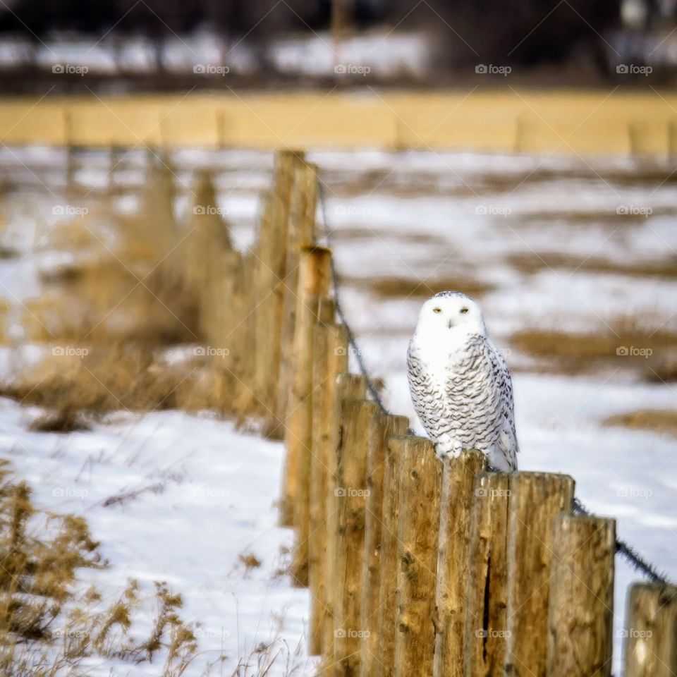 Male snowy owl perched along a line of fence posts on a snow covered Central Alberta field eat Bing the photographer.