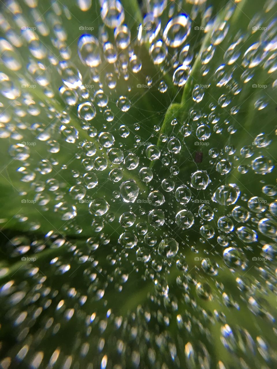 Rain drops on spiderweb 