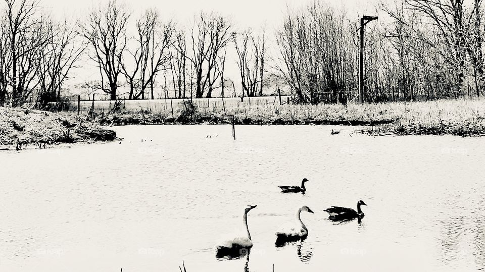 Serene scene with gorgeous white swans and geese swimming with each other in pond.   😜