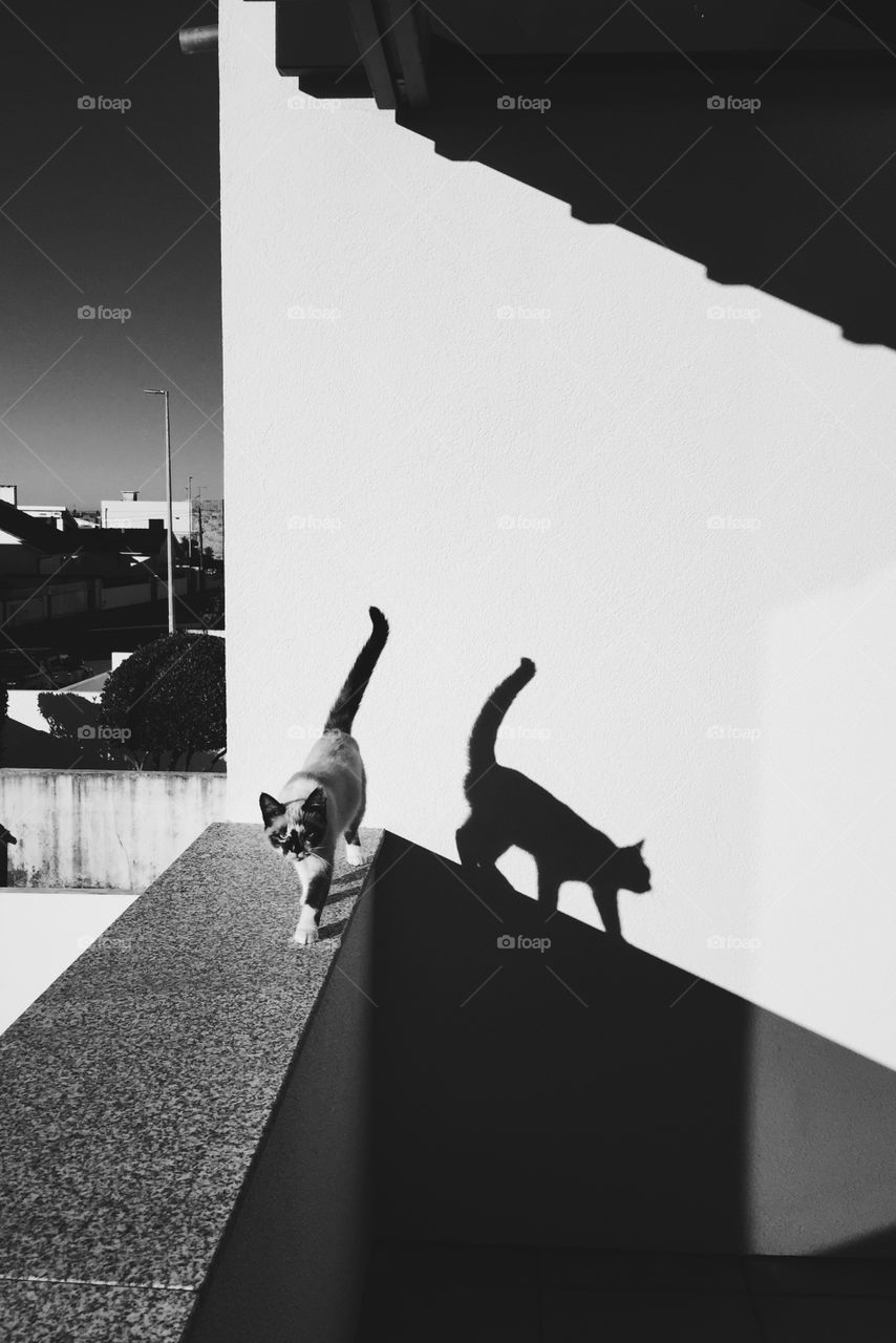 A kitten sneaking on the balcony 