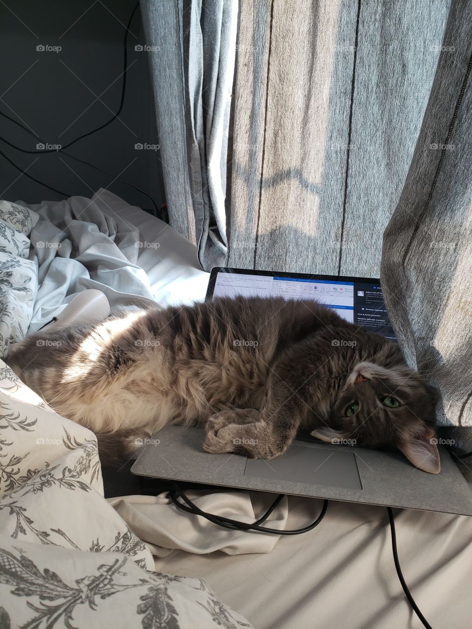 Fluffy cat on laptop