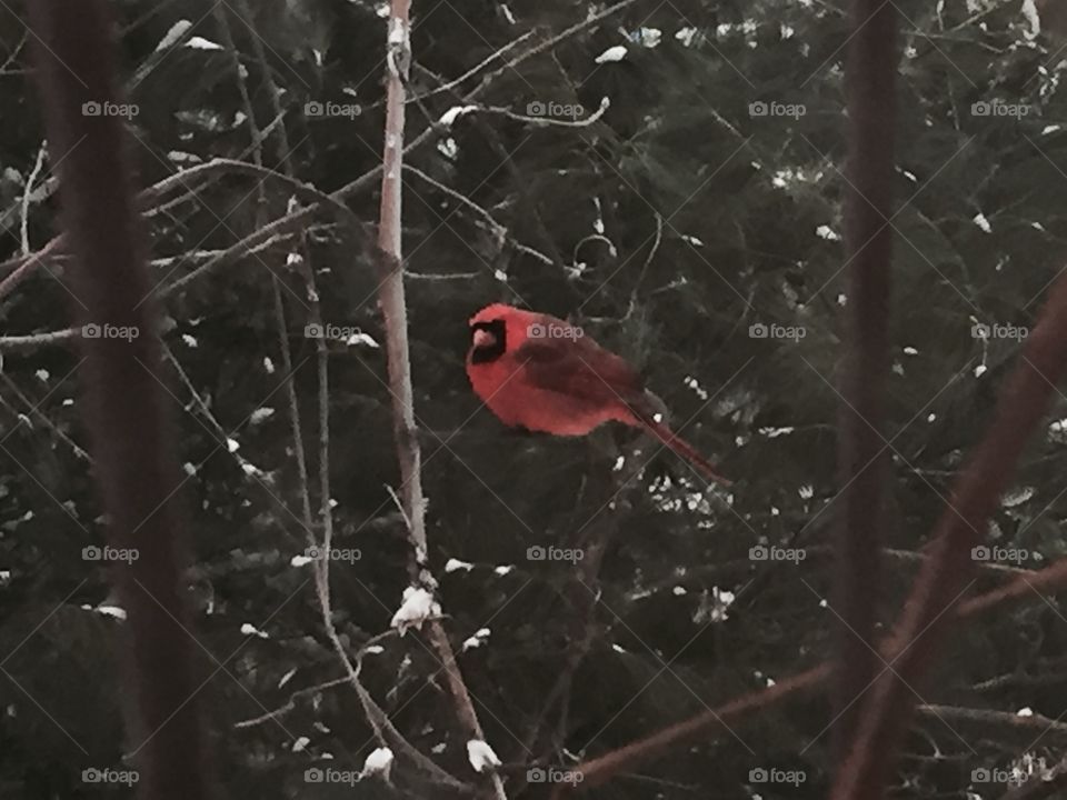 Cardinal just out the window
