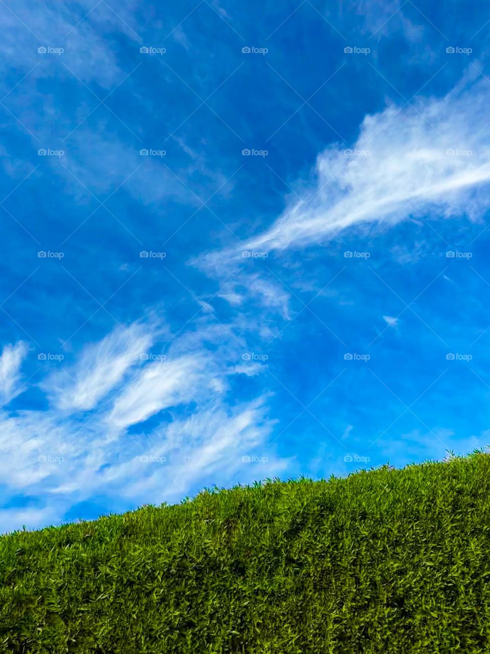 Green on blue and white. Clouds in a blue sky above a green hedge 