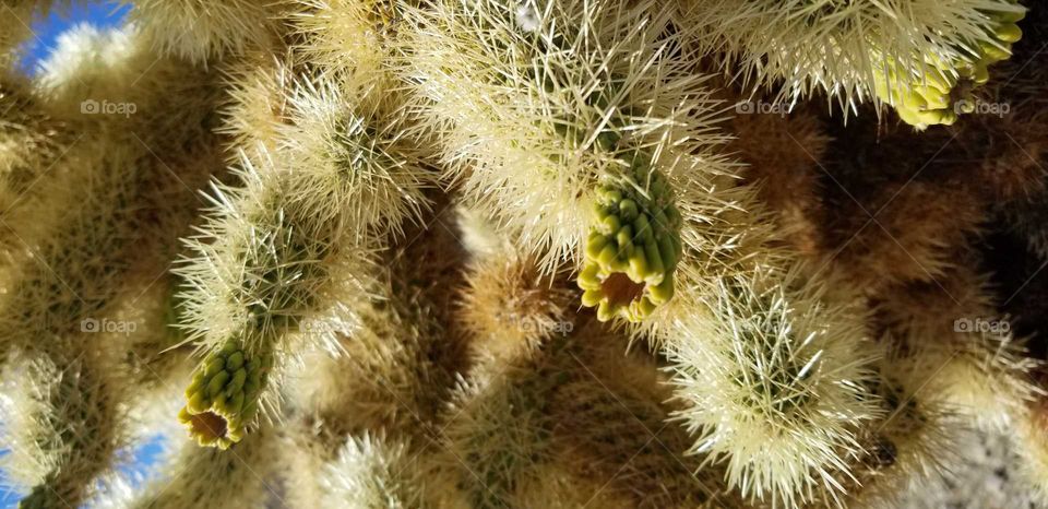 cholla