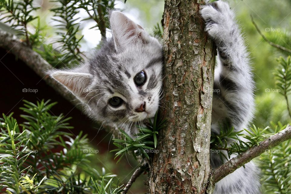 cute kitten playing