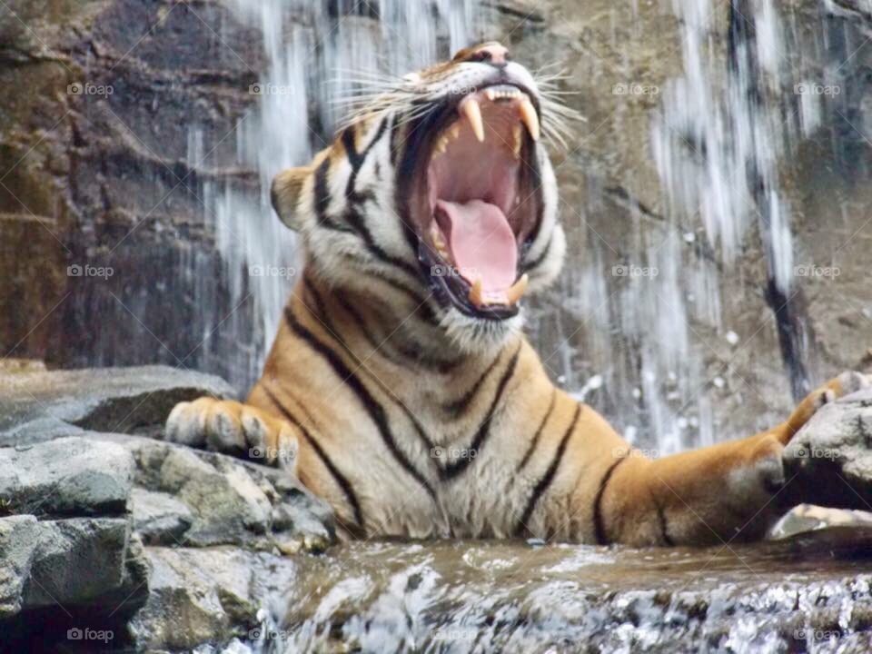 Tiger 🐯 