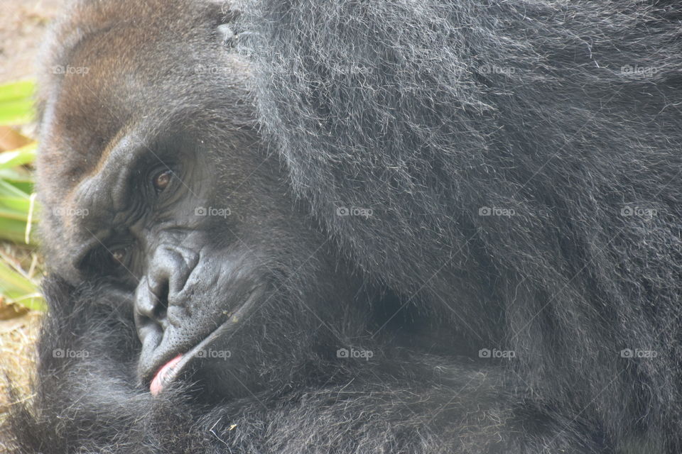 Female Silverback Gorilla Resting 