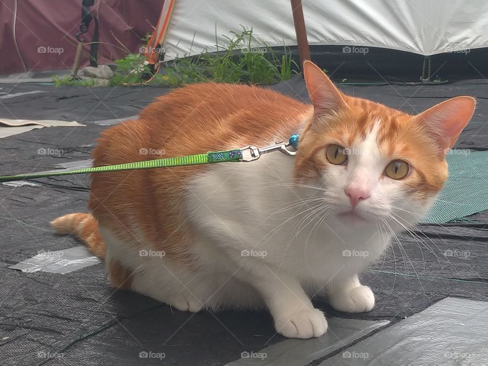 Gato doméstico  atado con correa