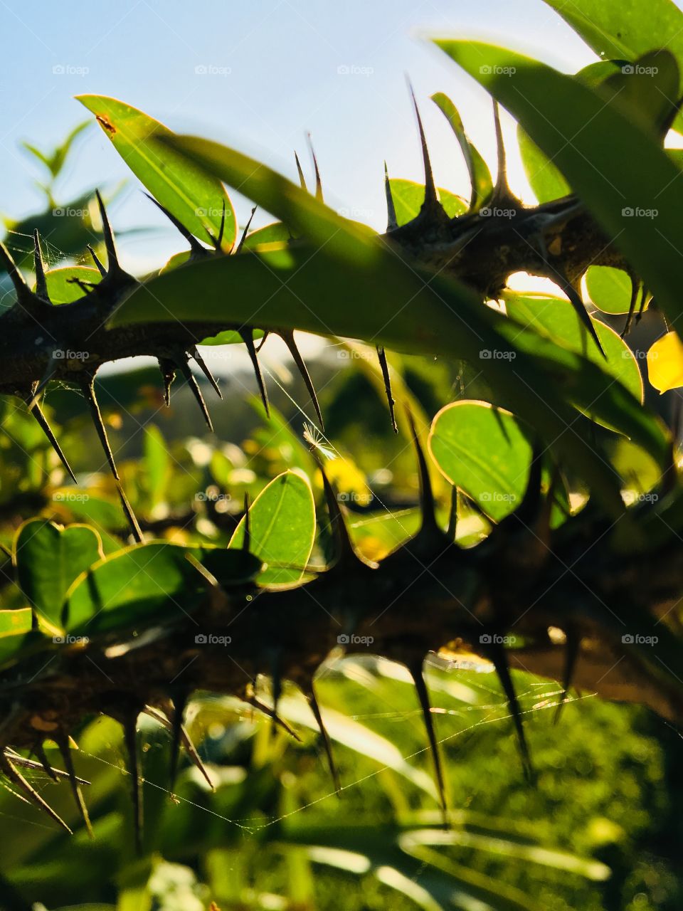 Thorns in late afternoon sunlight