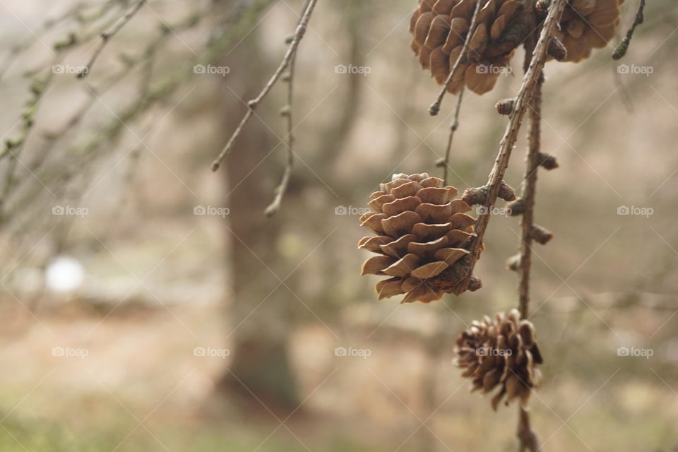 Little Pinecones hanging on a branch 