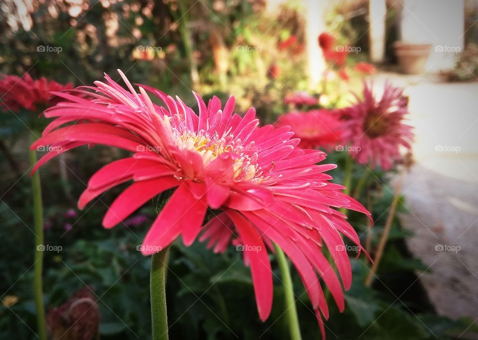 great morning makes your day , carries by nature