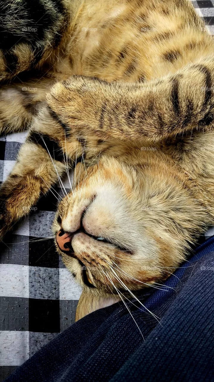cat