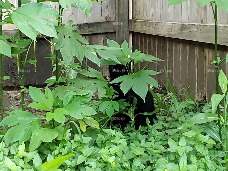 Beautiful cute young black cat playing outside