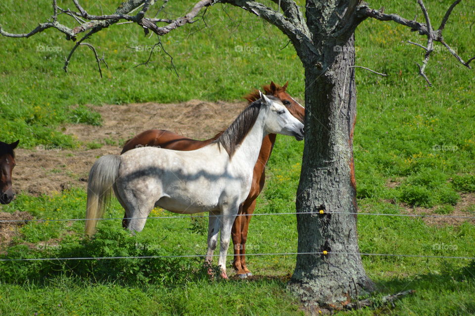 Majestic Horses 
