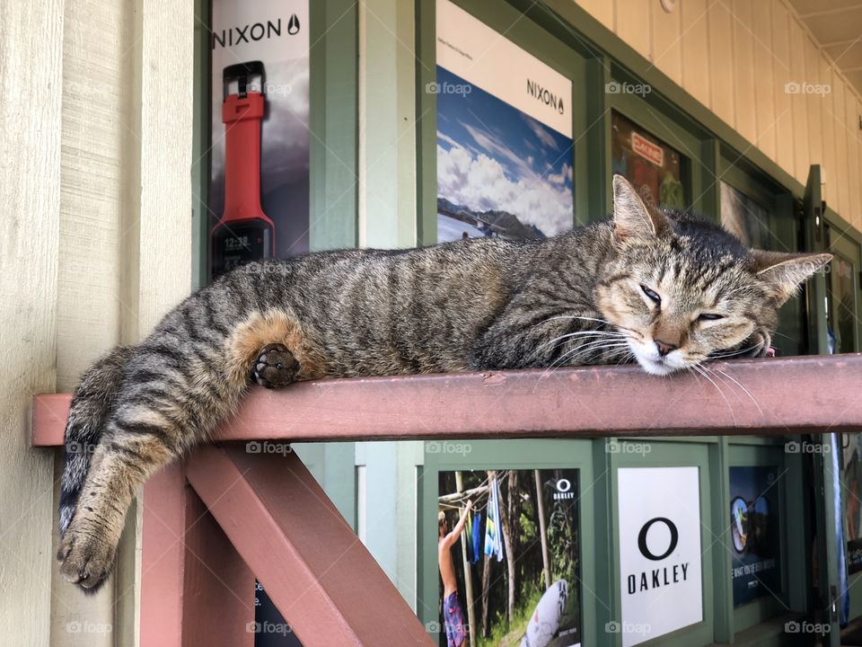 Lazy cat at a surf shop - North Shore.  Oahu, Hawaii