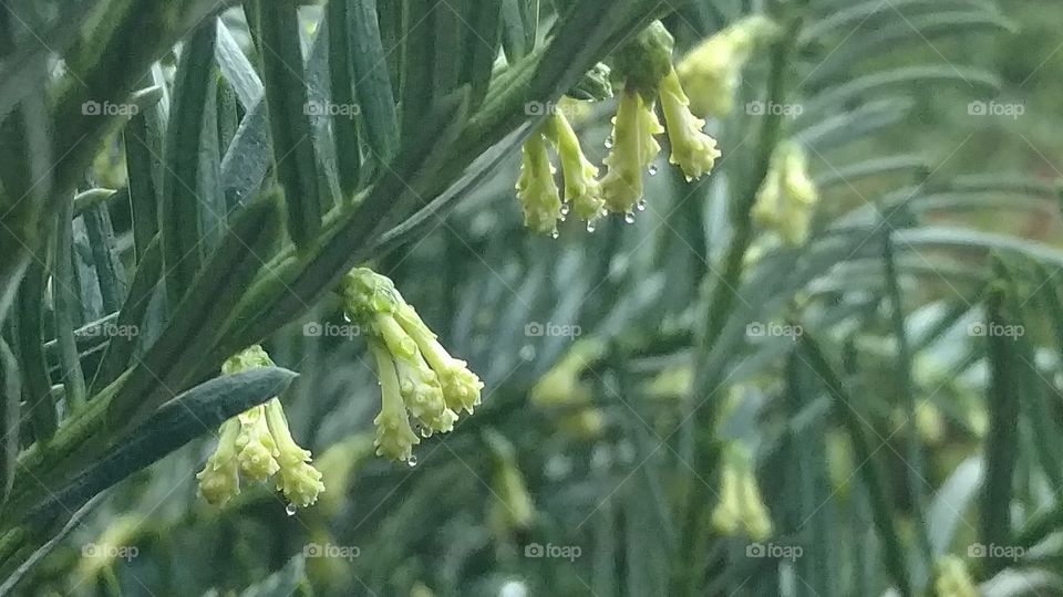 Flora, No Person, Leaf, Nature, Flower