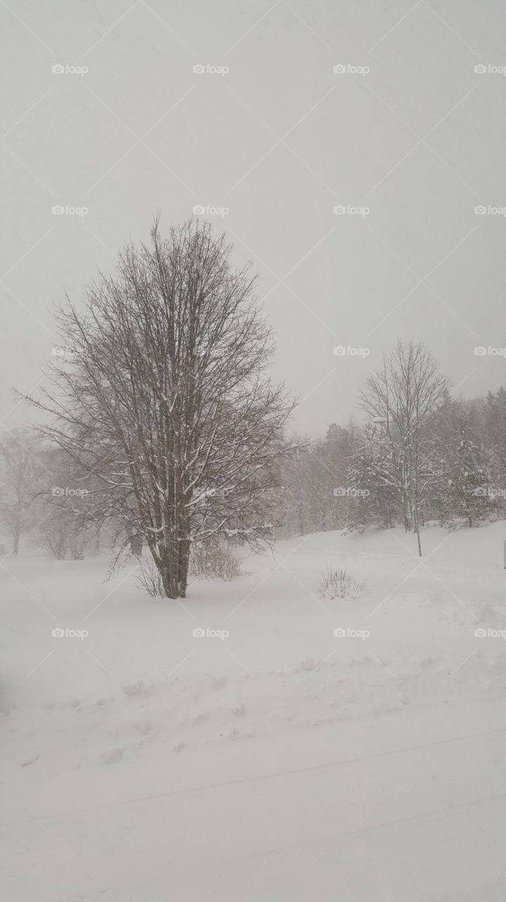 tree in snow storm.
