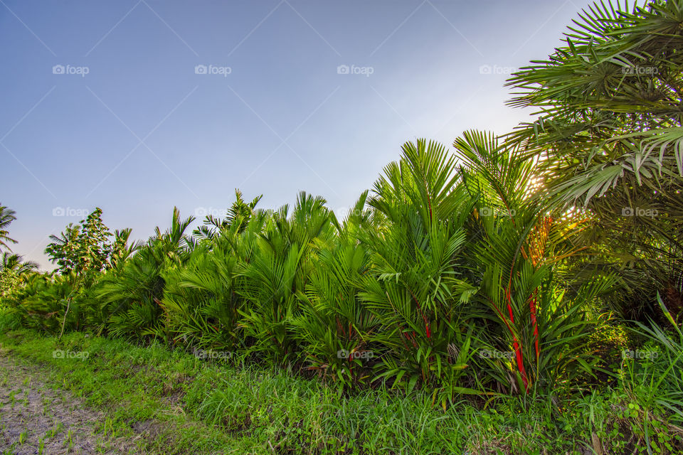 palm garden
