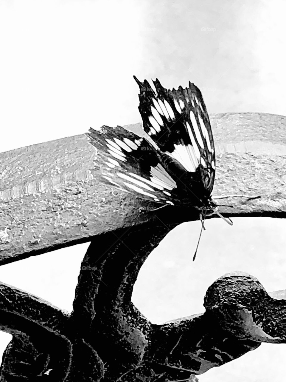 Butterfly in black and white
