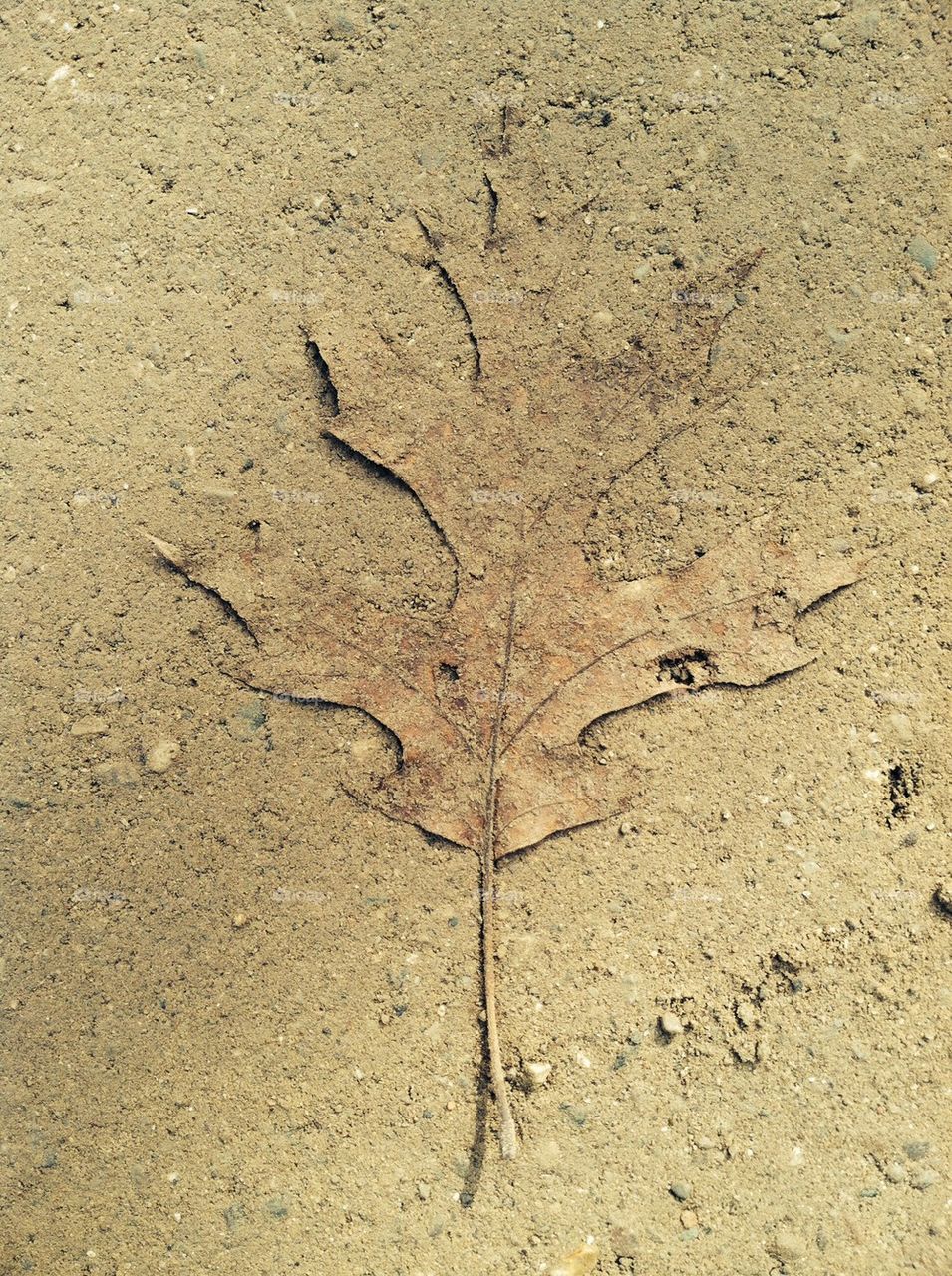 Dust covered oak leaf 