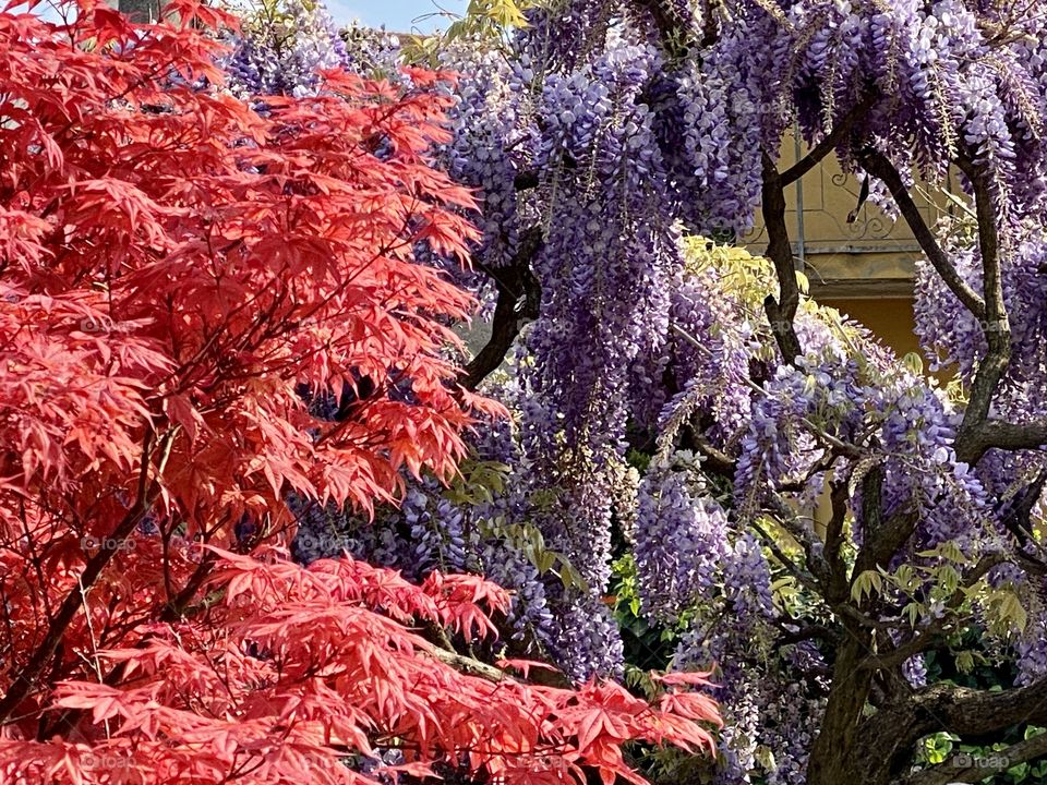 Spring day colors in full color bloom