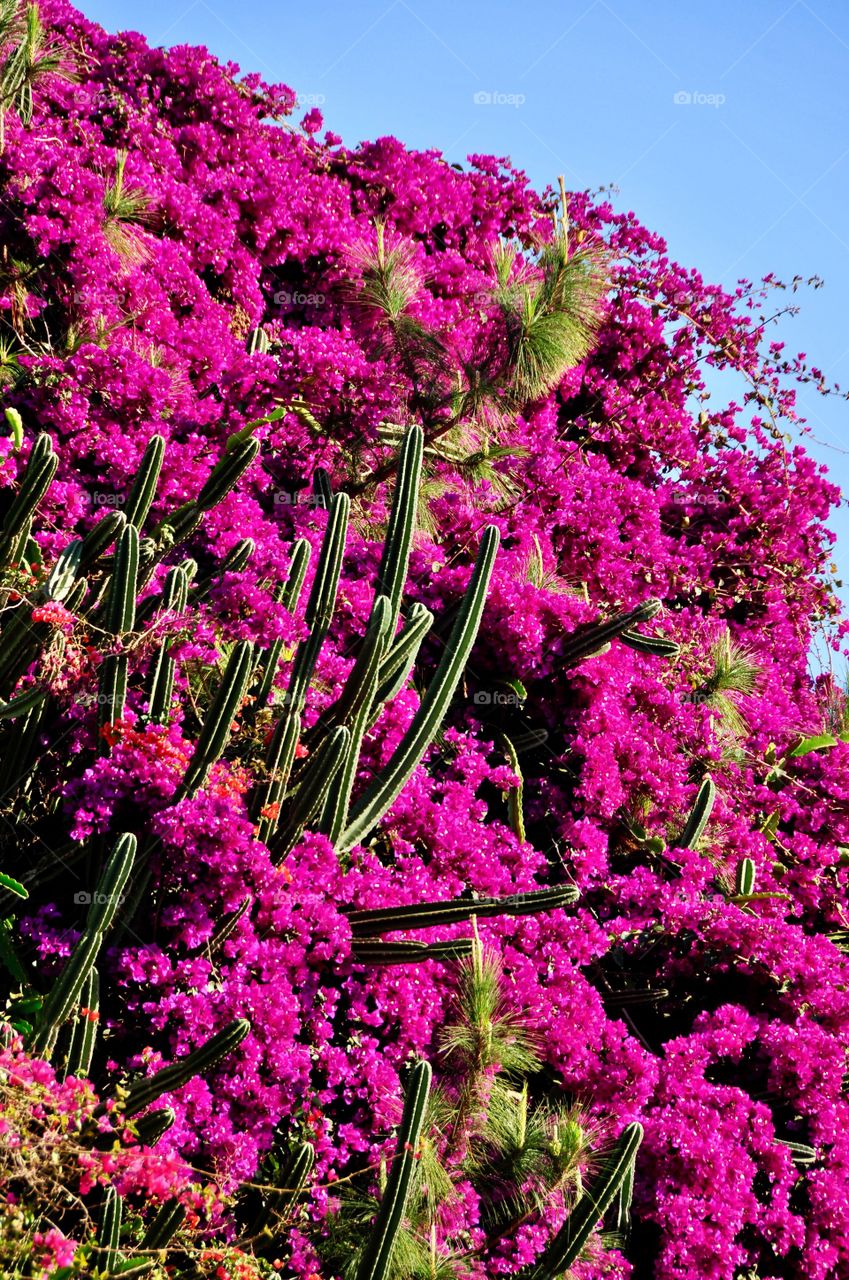 Cactus and bougainvillea 