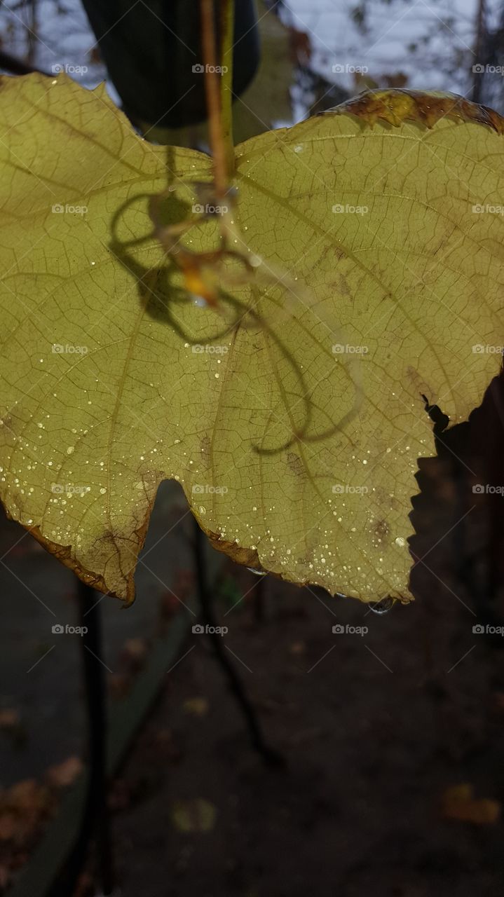 Leaf in rain