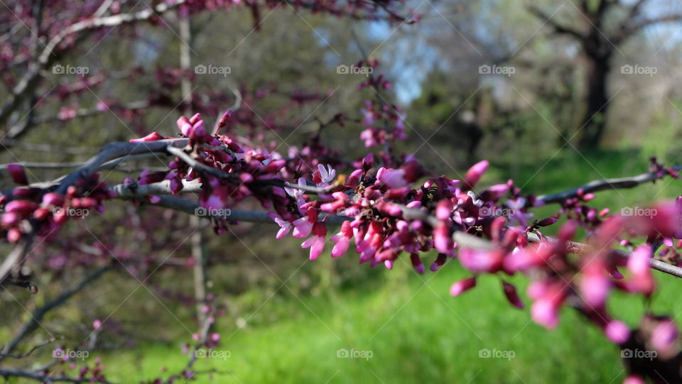 Pink bloom in spring