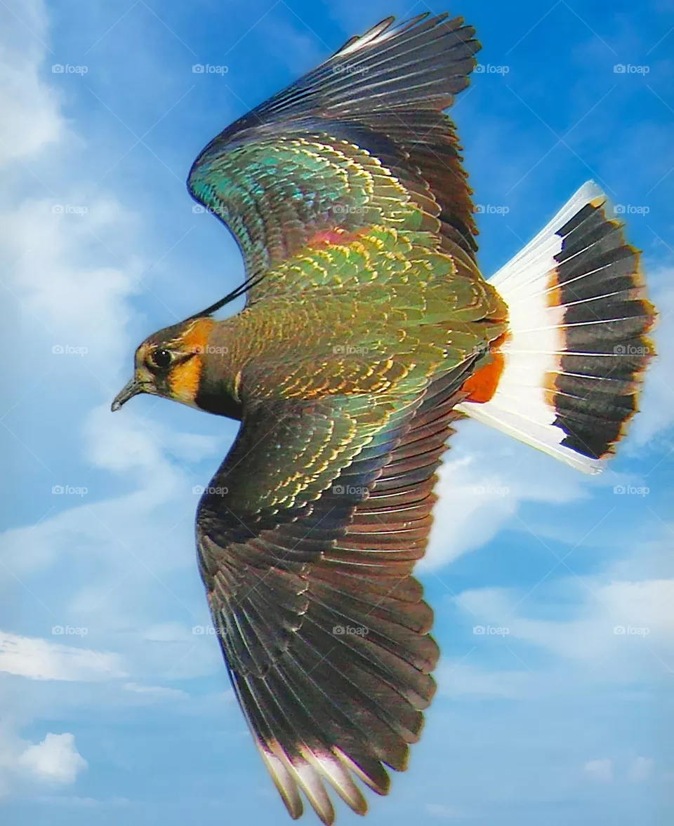 Beautiful and cute bird