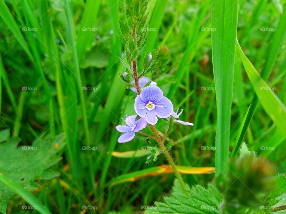 Veronica chamaedrys, the germander speedwell, bird's-eye speedwell, or cat's eyes