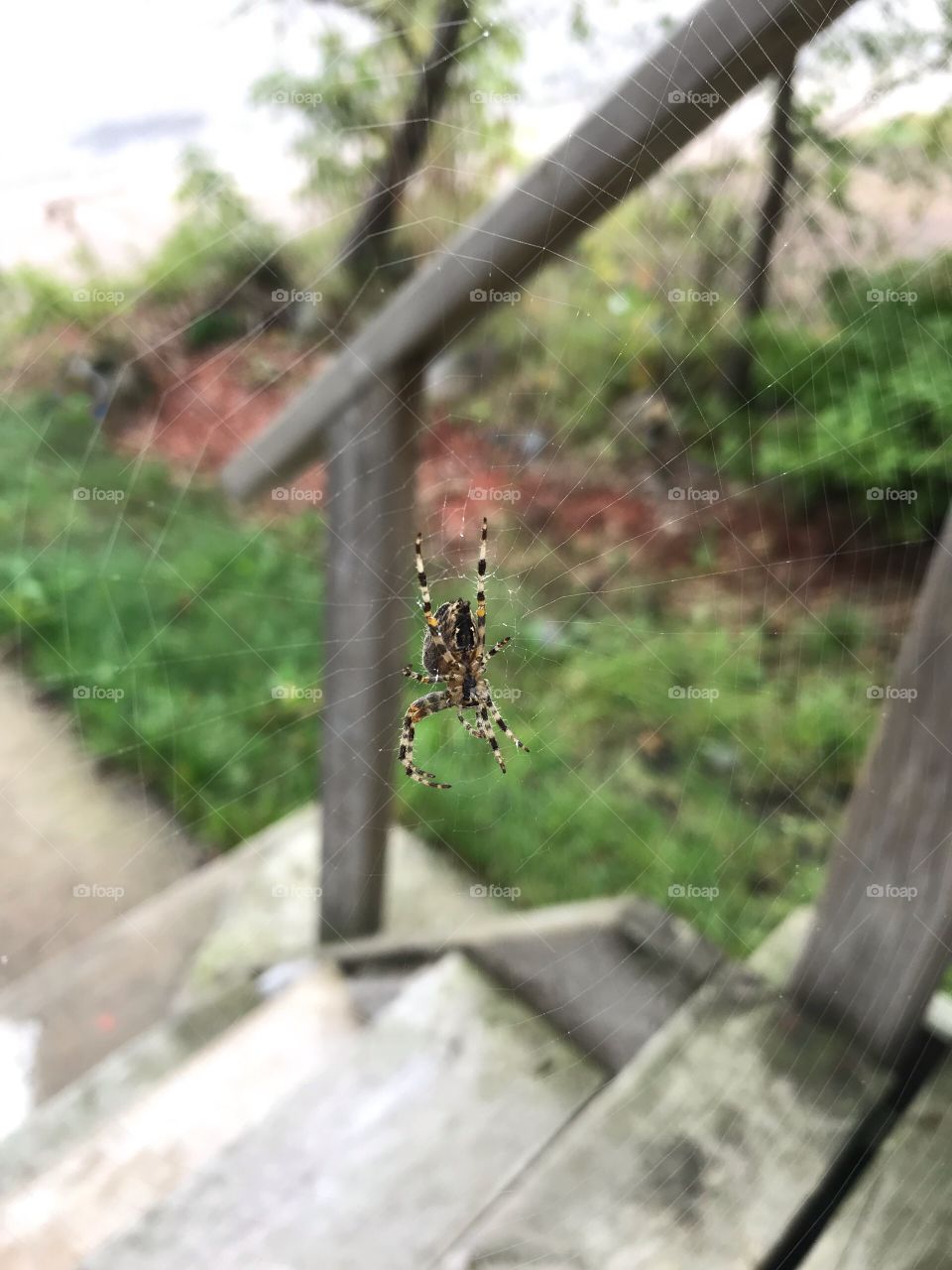 Big orb weaver spider and web