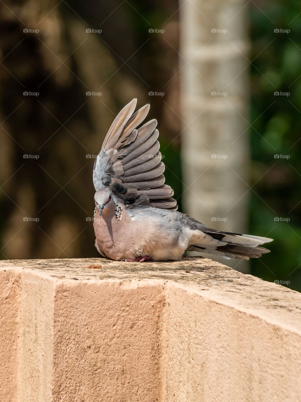 Spreading wings like an angel